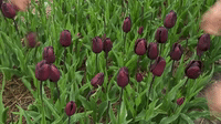 Removing Tulip Heads Gif Tulip Queen of Night Perennialization