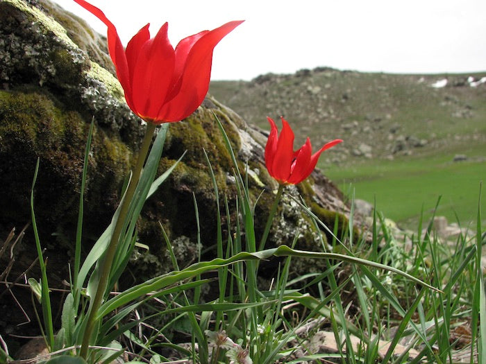 Tulipa Armena Wild Tulip Central Asia Tulips in the Wild Eric Breed