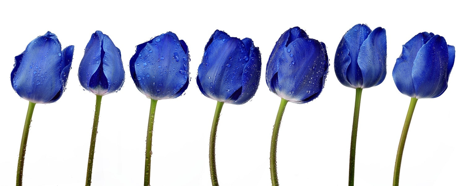 Blue Tulip Publishing Dew