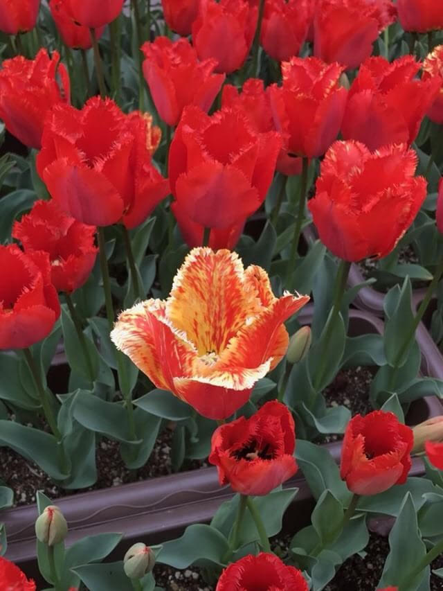 How Dangerous Is The Tulip Breaking Virus Amsterdam Tulip Museum how-dangerous-is-the-tulip-breaking-virus-amsterdam-tulip-museum