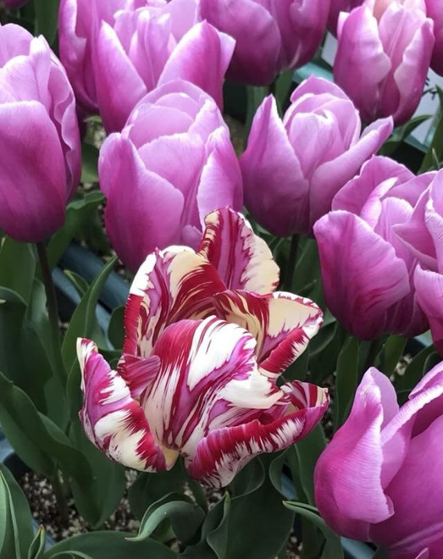 Broken Tulips: The Beautiful Curse
