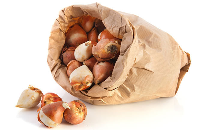 Tulip Bulb Bag Brown Paper Bag