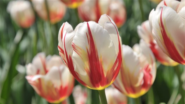 Canada 150 Maple Leaf Tulip Canada National Capital Commission