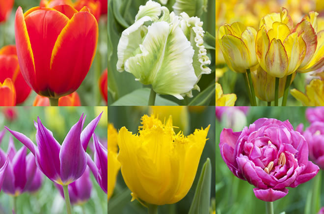 Tulip Varieties 6-panel Red White Yellow Pink Purple Parrot