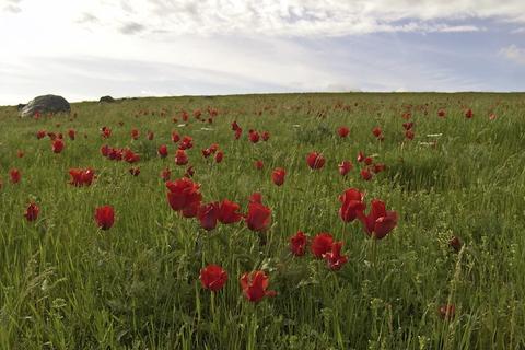 Red Tulips Wild Hillside Sky