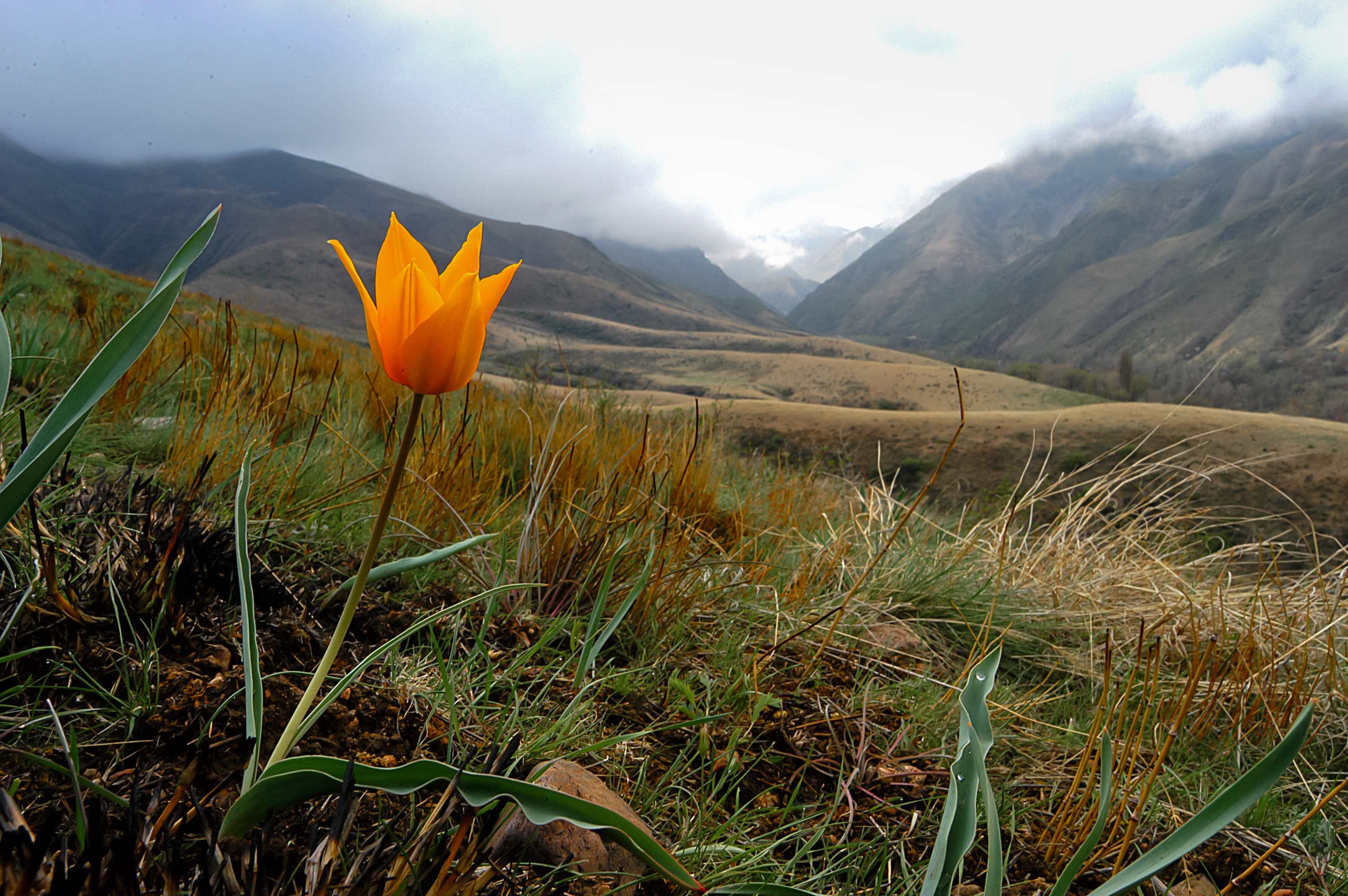 Wild Tulip Orange Tulip Dagger Mountainside Tulipa T. kolpakowskyana