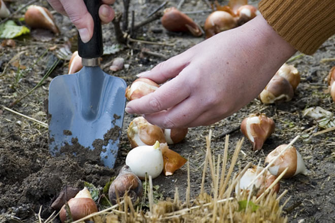 Shovel Trowel Tulip Bulbs Garden Gardening