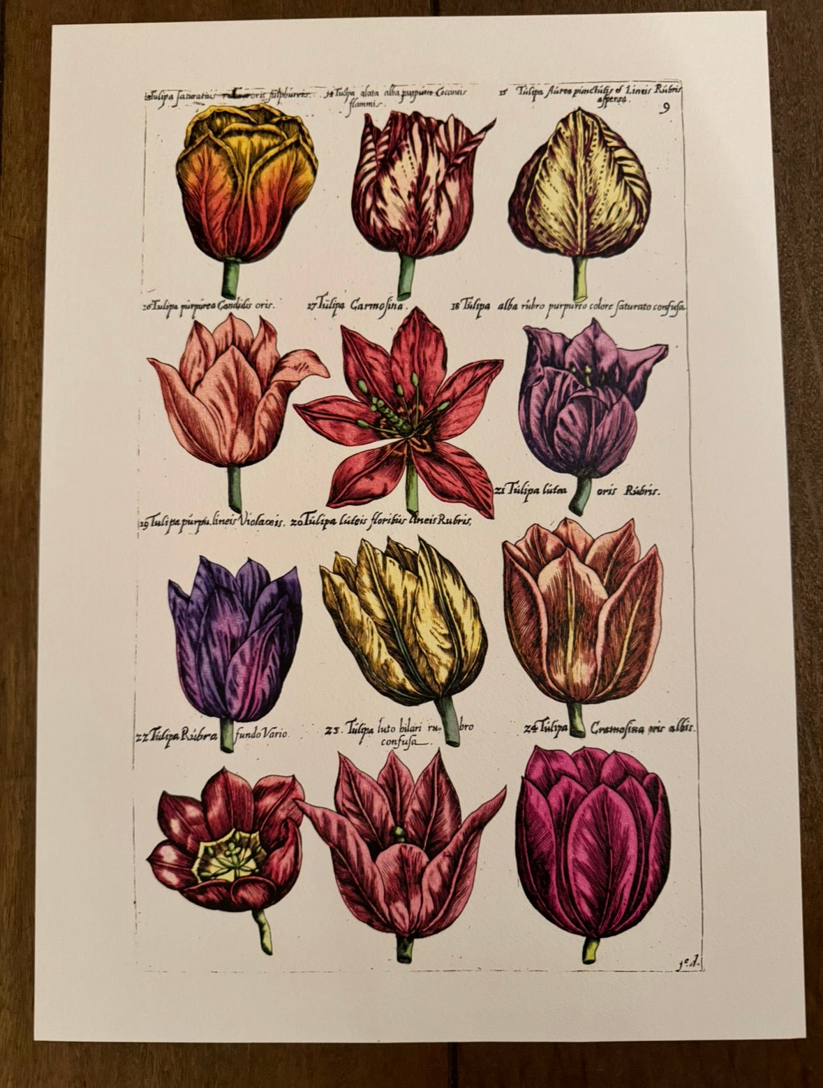 Large Historical Re-Print From Emanuel Sweert's 'Florilegium'