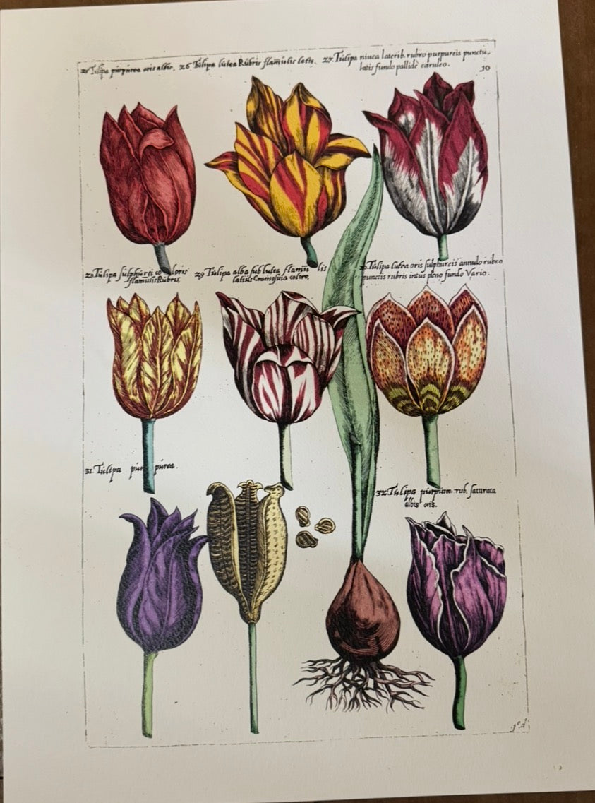 Large Historical Re-Print From Emanuel Sweert's 'Florilegium'