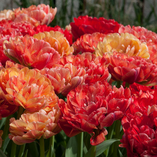 A group of double late tulips that have dense petals that resemble roses