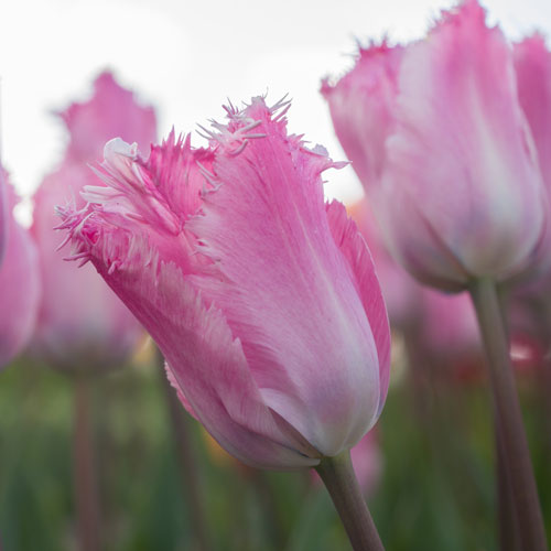 Fringed tulip with frilly-edged petals