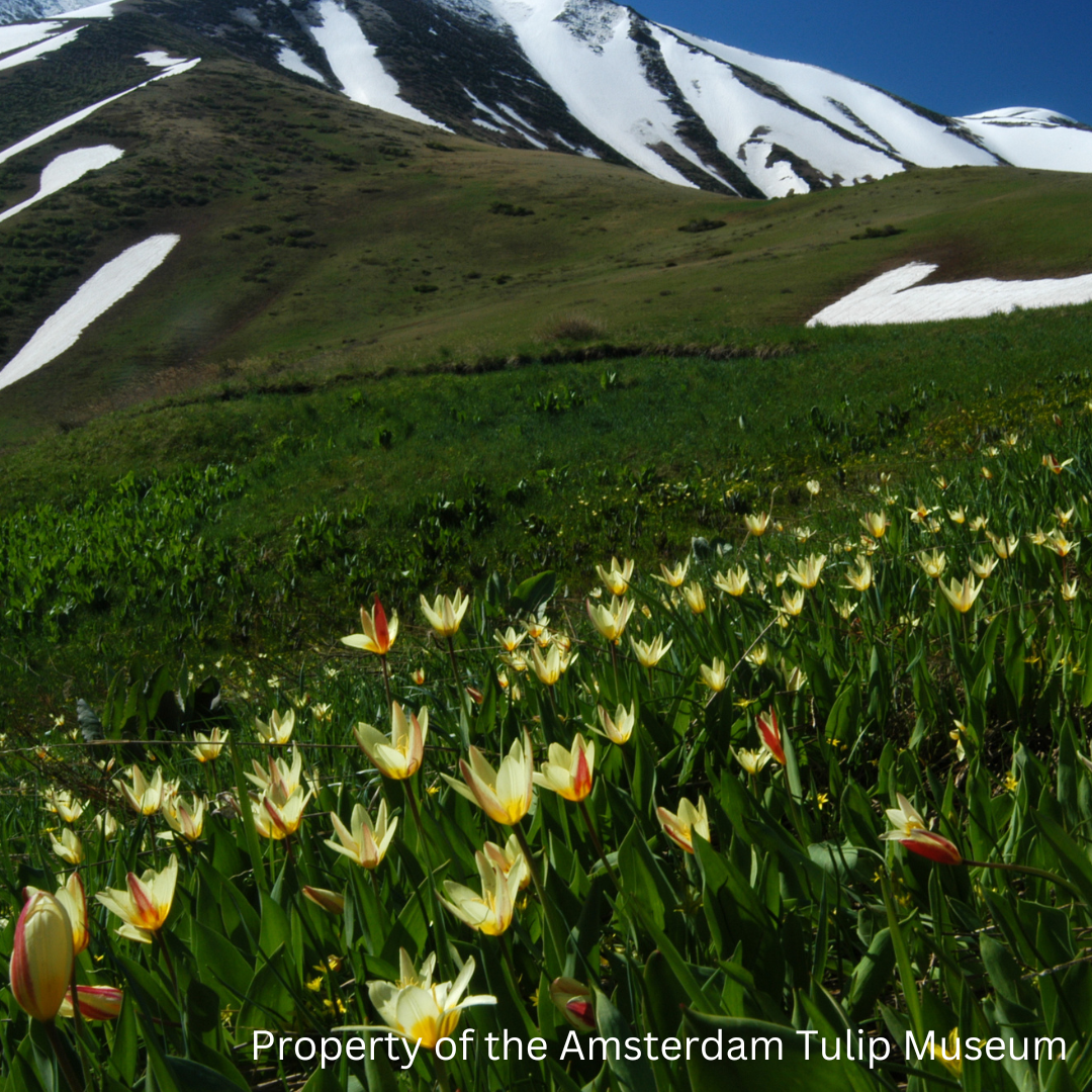 Kaufmanniana tulips growing in the wild on a mountain side