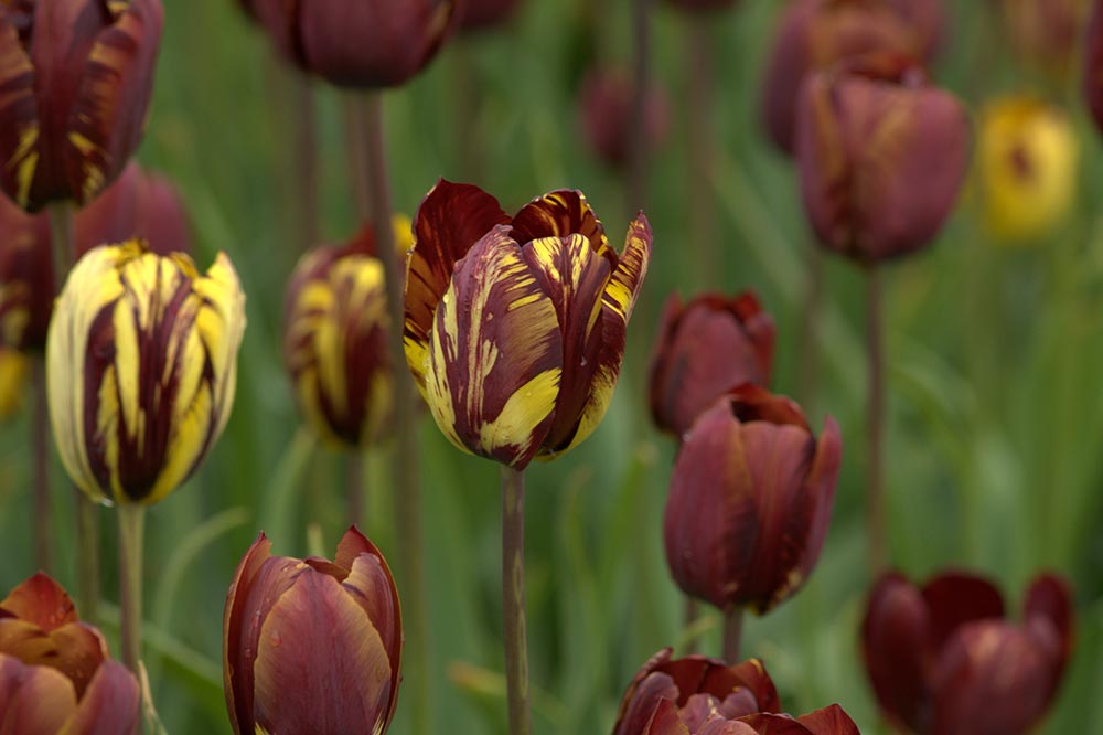 Tulipa Absalon Rare Broken Tulip Hortus Bulborum