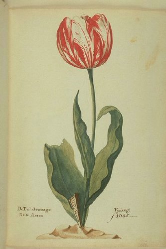 Admiral Verijck Tulip Van Der Eijck Broken Tulip Catalog Tulip Mania