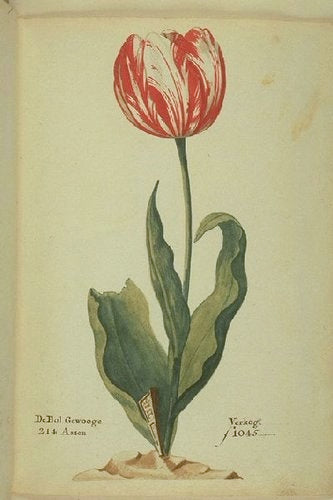 Admiral van der Eijck Tulip Broken Tulip Tulip Mania