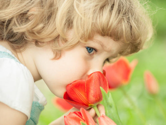 Little Girl Tulip Sniff Smell Fragrant Red Dutch