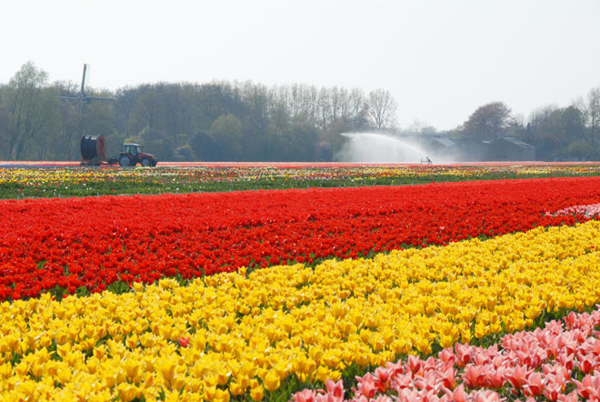 Dutch Holland Tulip Fields Red Yellow Pink Tractor