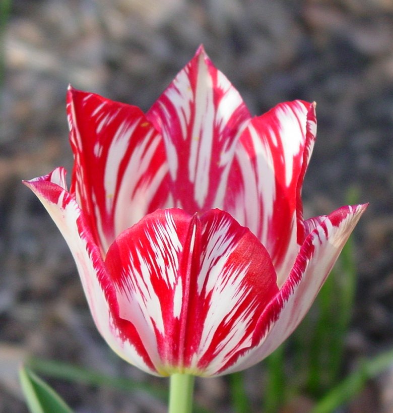 Broken Tulip Wakefield Flame Red White Blended
