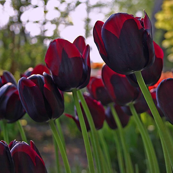Tulip Queen of Night Black Colorblends
