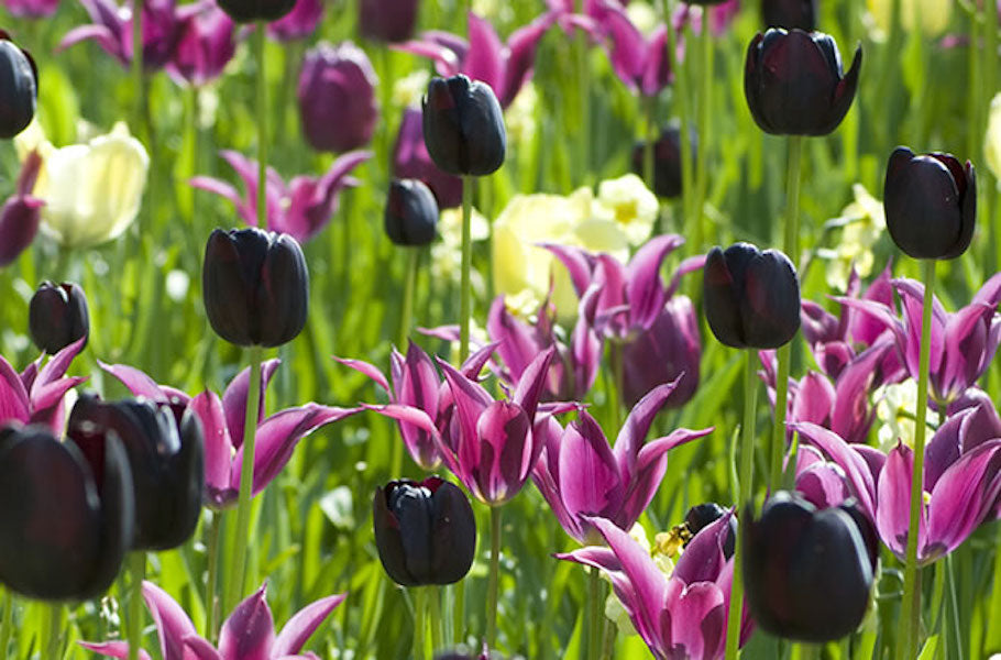 Queen of Night Paul Scherer Tulips With Purple Amsterdam Tulip Museum