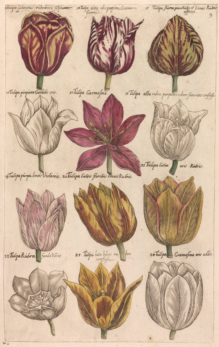 Emanuel Sweert Sweerts Florilegium Catalog Tulip Tulip Mania