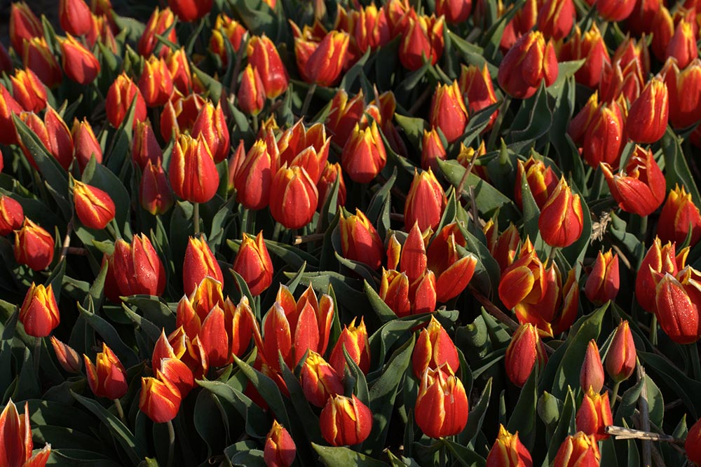 Tulip Duc Van Tol Red Yellow Oldest Tulip Hortus Bulborum