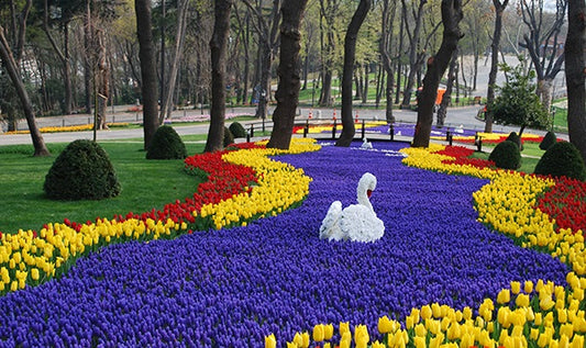 Istanbul Tulip Festival Swan Design Dautore