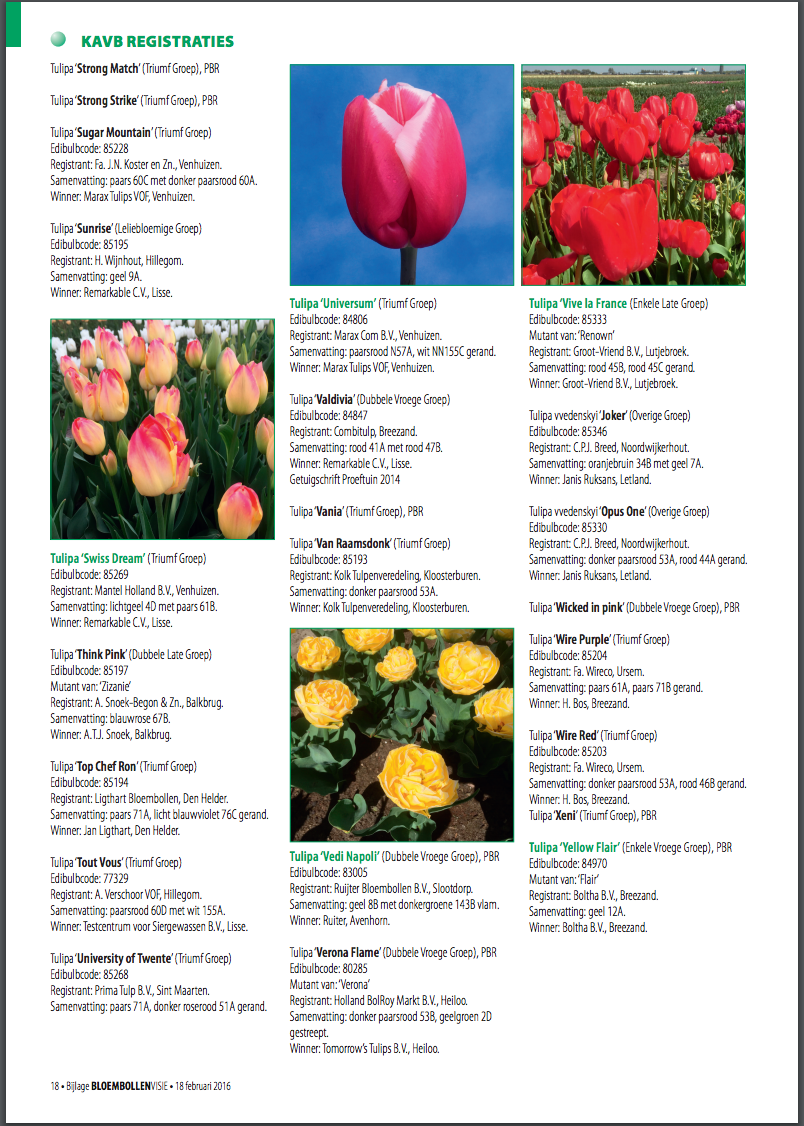 Are New Tulips Still Being Bred?