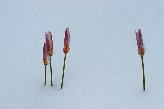 Wild Tulip Species Tulip Kyzylkum Tulip Frozen Snow Ice