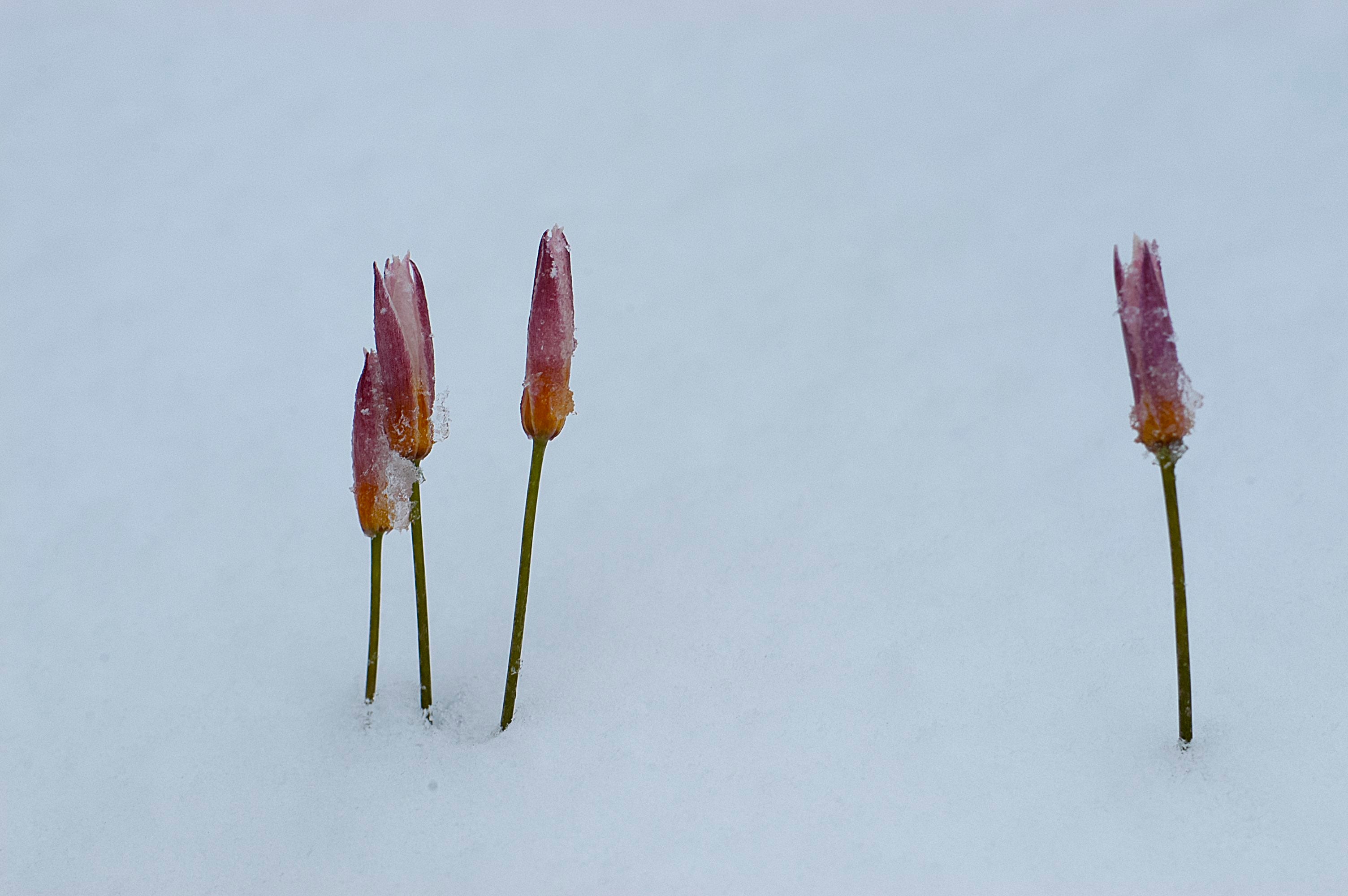 Wild Tulip Species Tulip Kyzylkum Tulip Frozen Snow Ice
