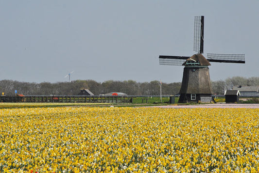 Amsterdam Tulip Museum Yellow Tulip Fields Windmill Holland How New Tulip Breeds Are Created