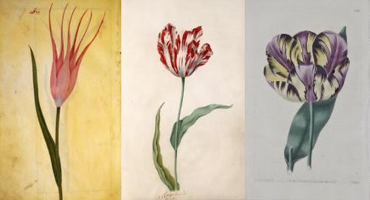 Perfect Tulips Ottoman Empire Semper Augustus English Florists' Tulip Amsterdam Tulip Museum