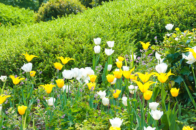 Tulips Hillside Grass White Yellow
