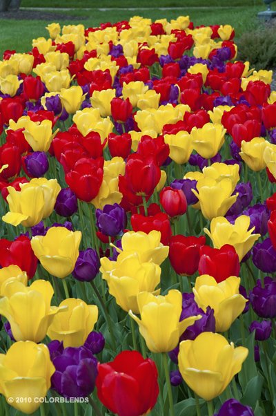 Tulips Tulip Field Red Yellow Purple Dutch