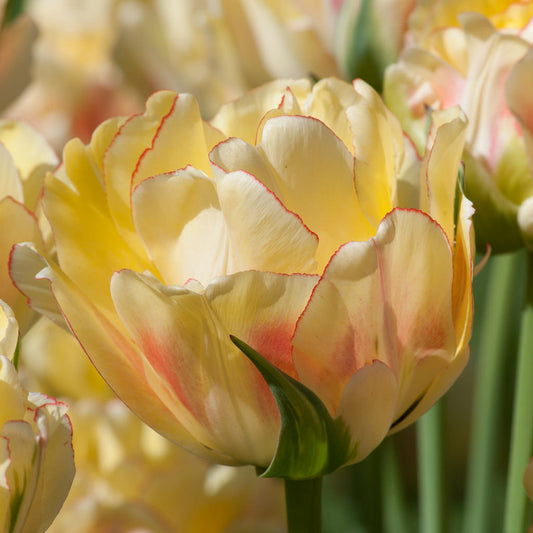 Tulipa Akebono Colorblends Wholesale Flowerbulbs