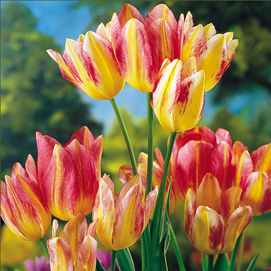 Tulipa Antoinette Multi-Headed Tulip Pink And Yellow Suttons Seeds