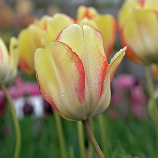 Tulipa Beauty of Spring Fluwel Flowerbulbs