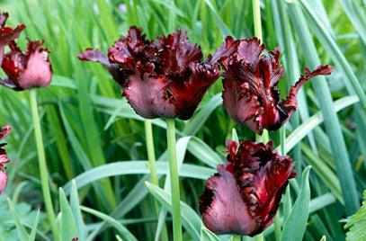 Tulipa Black Parrot Tulip