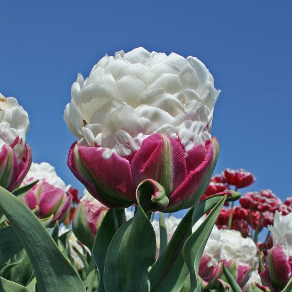 Tulip Of The Week: Ice Cream – Amsterdam Tulip Museum