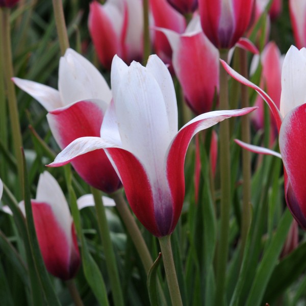 Tulipa Peppermint Stick Tulip Fluwel Flower Bulbs