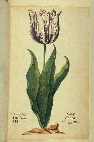 Viceroy Tulip Catalog Tulip Mania