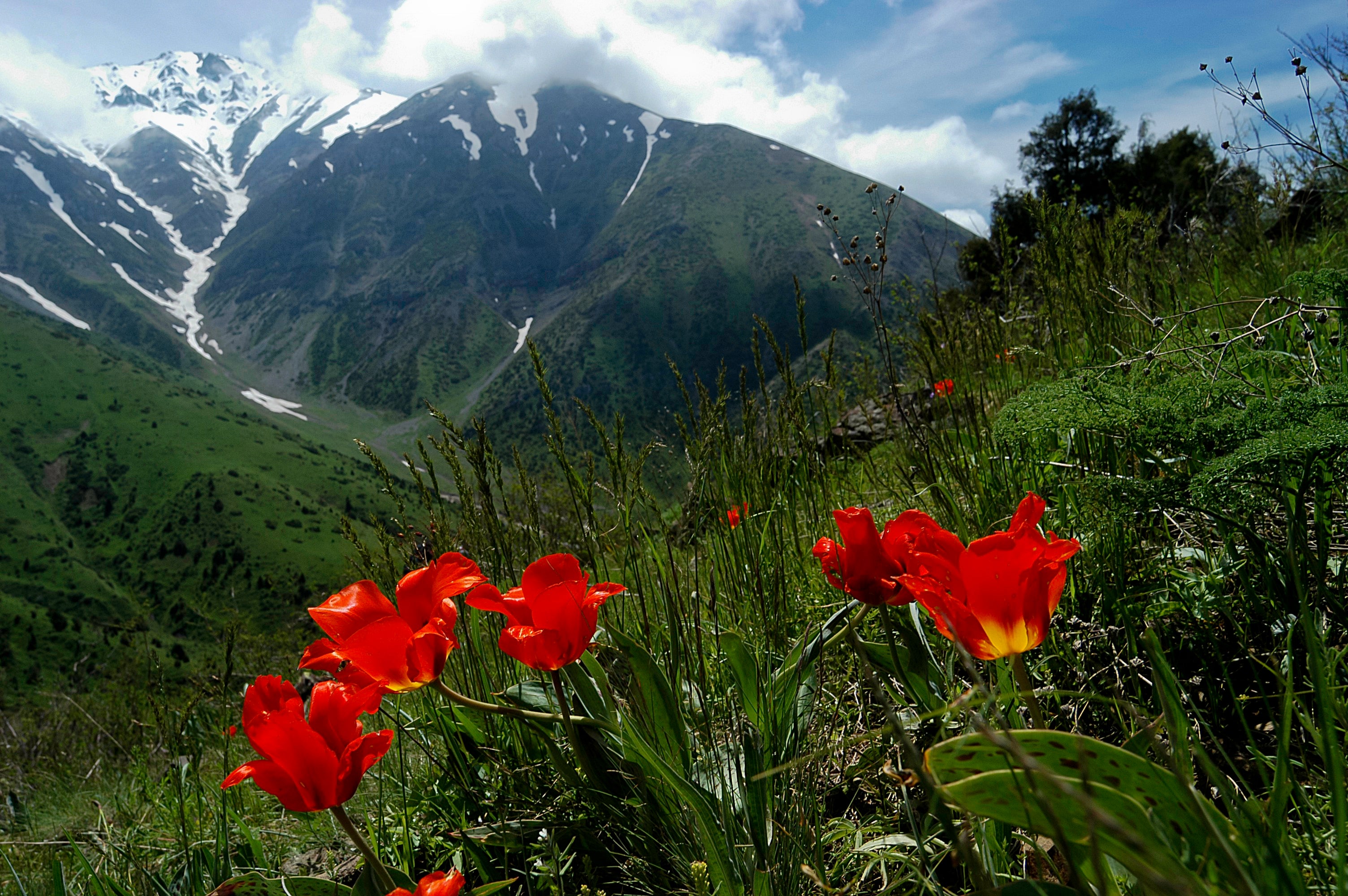 Red Tulips Wild Mountainside Snow Flowers Yellow