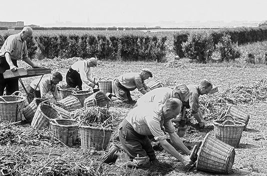 Tulip Farmers Bulbs World War II 2 Dutch Holland Black & White