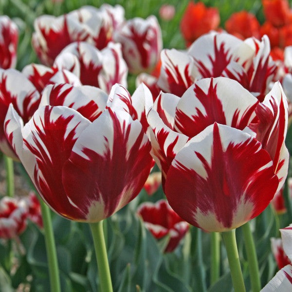 Tulipa Grand Perfection Modern Rembrandt Fluwel Flowerbulbs