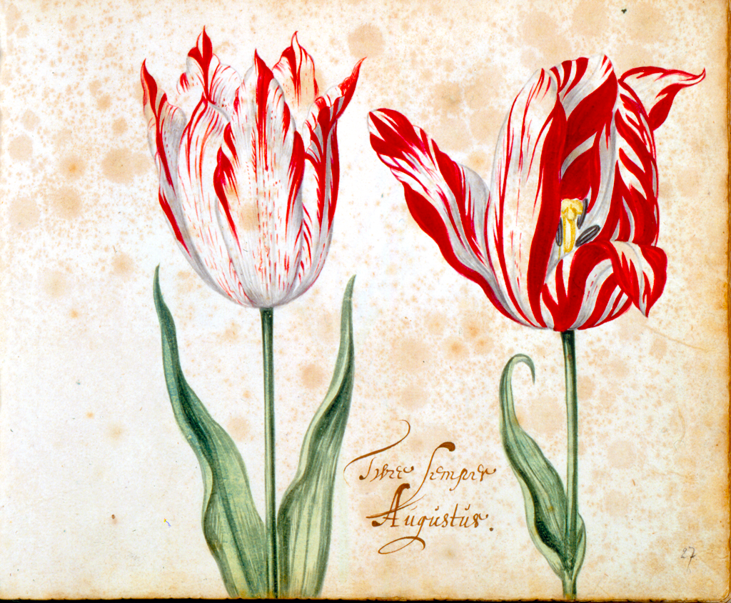 Semper Augustus Tulip Catalog Tulip Mania