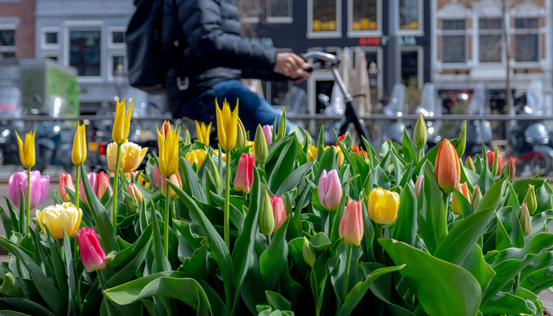 Amsterdam Tulip Museum | The Story Of The Tulip