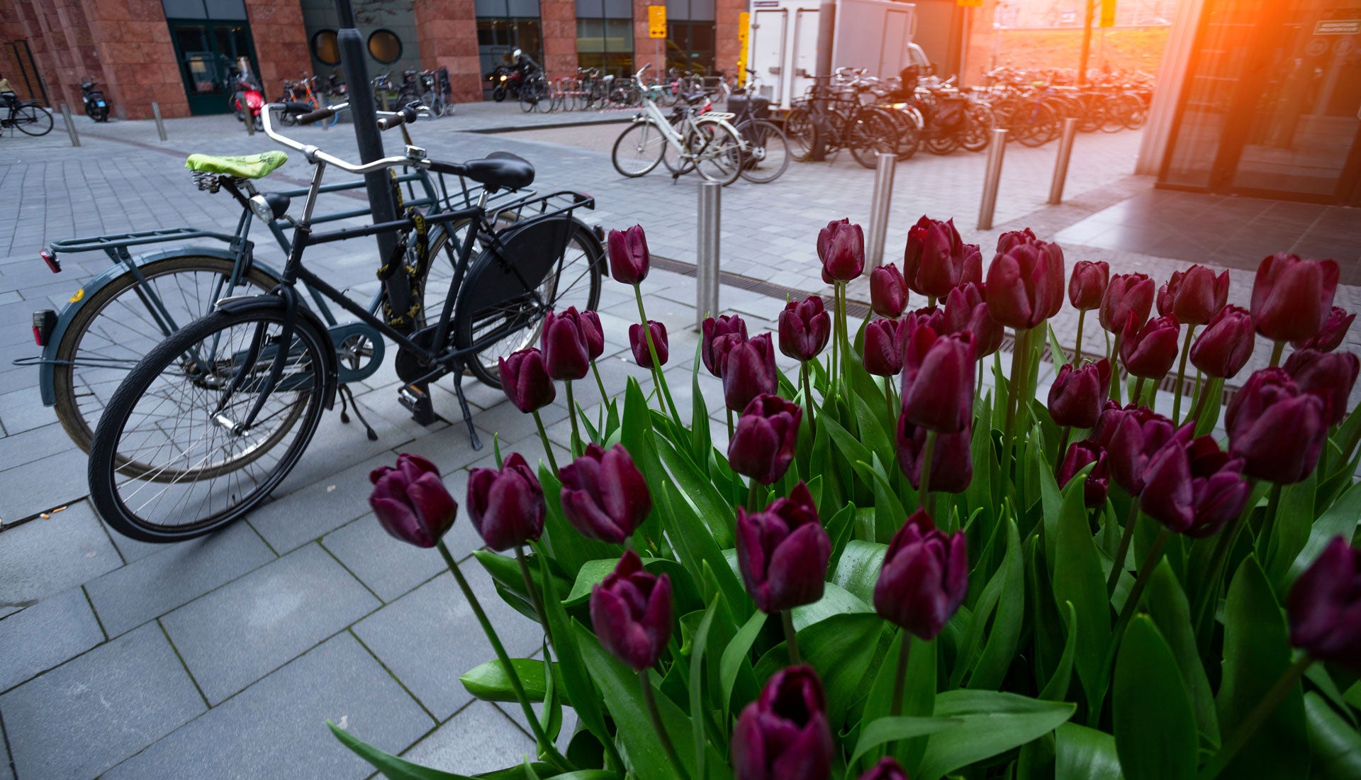 Amsterdam Tulip Museum The Story Of The Tulip
