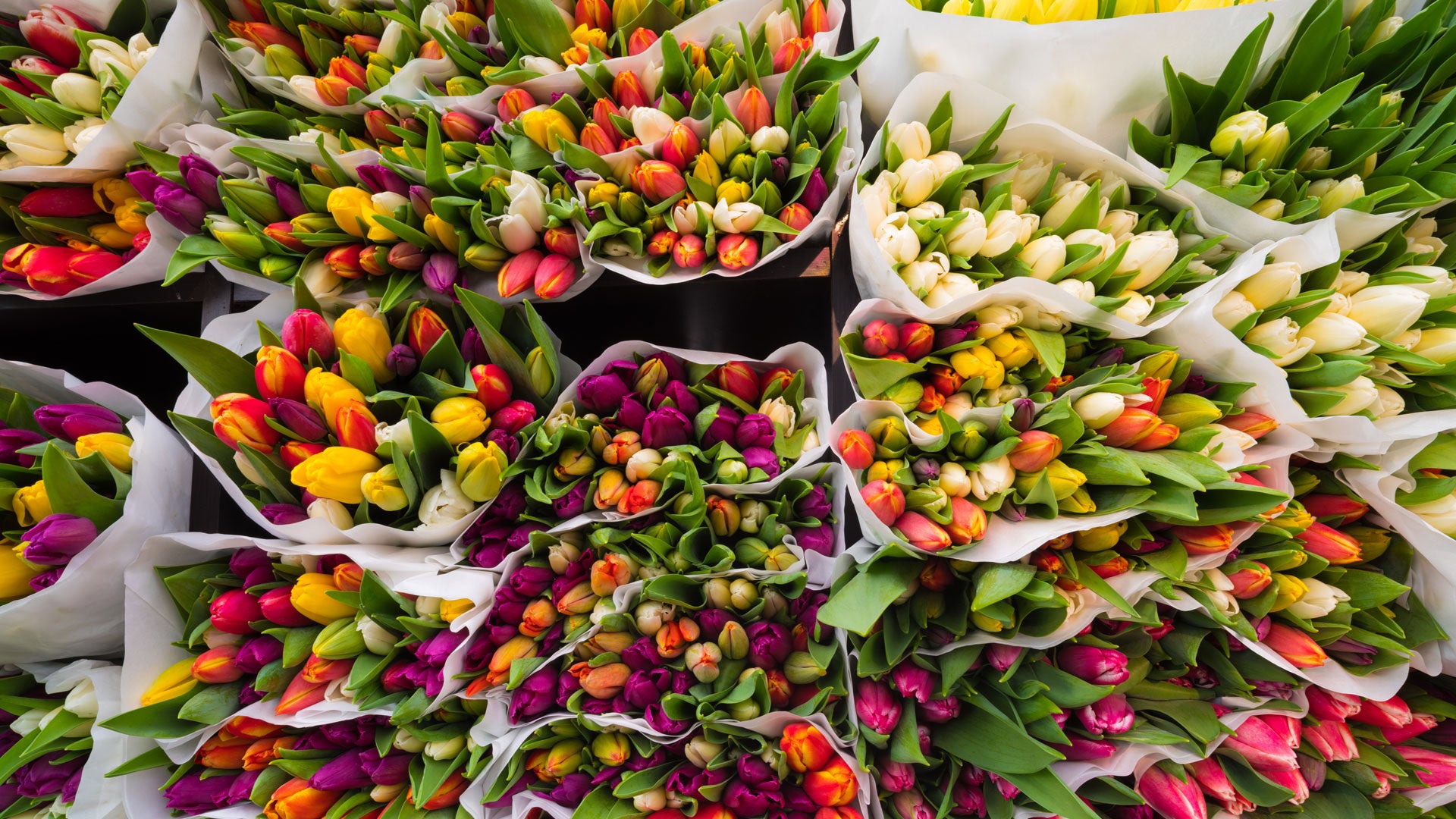 Dutch Clock Auctions Amsterdam Tulip Museum