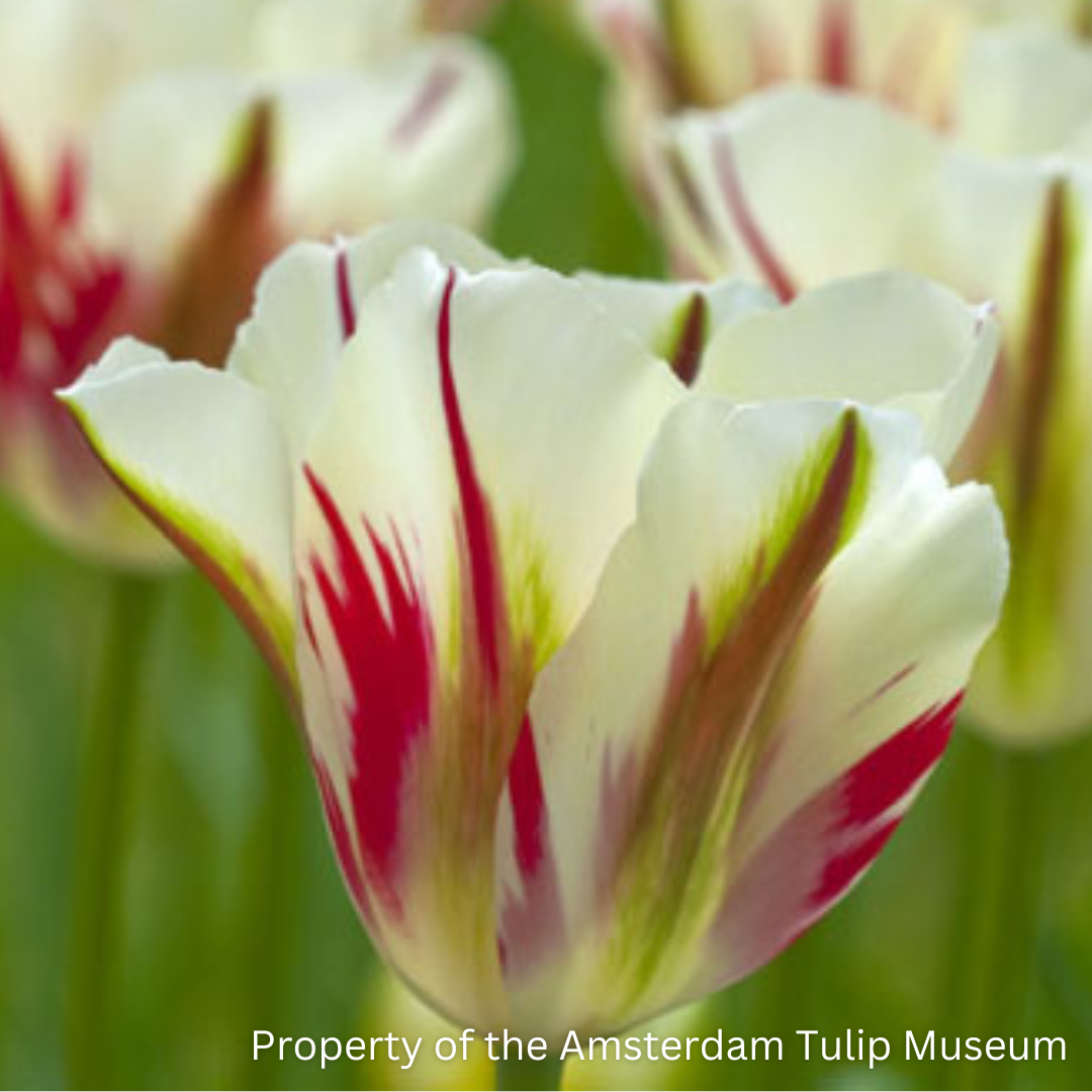 A Flaming Spring Green tulip, which has white petals with a flame-like green and red pattern.