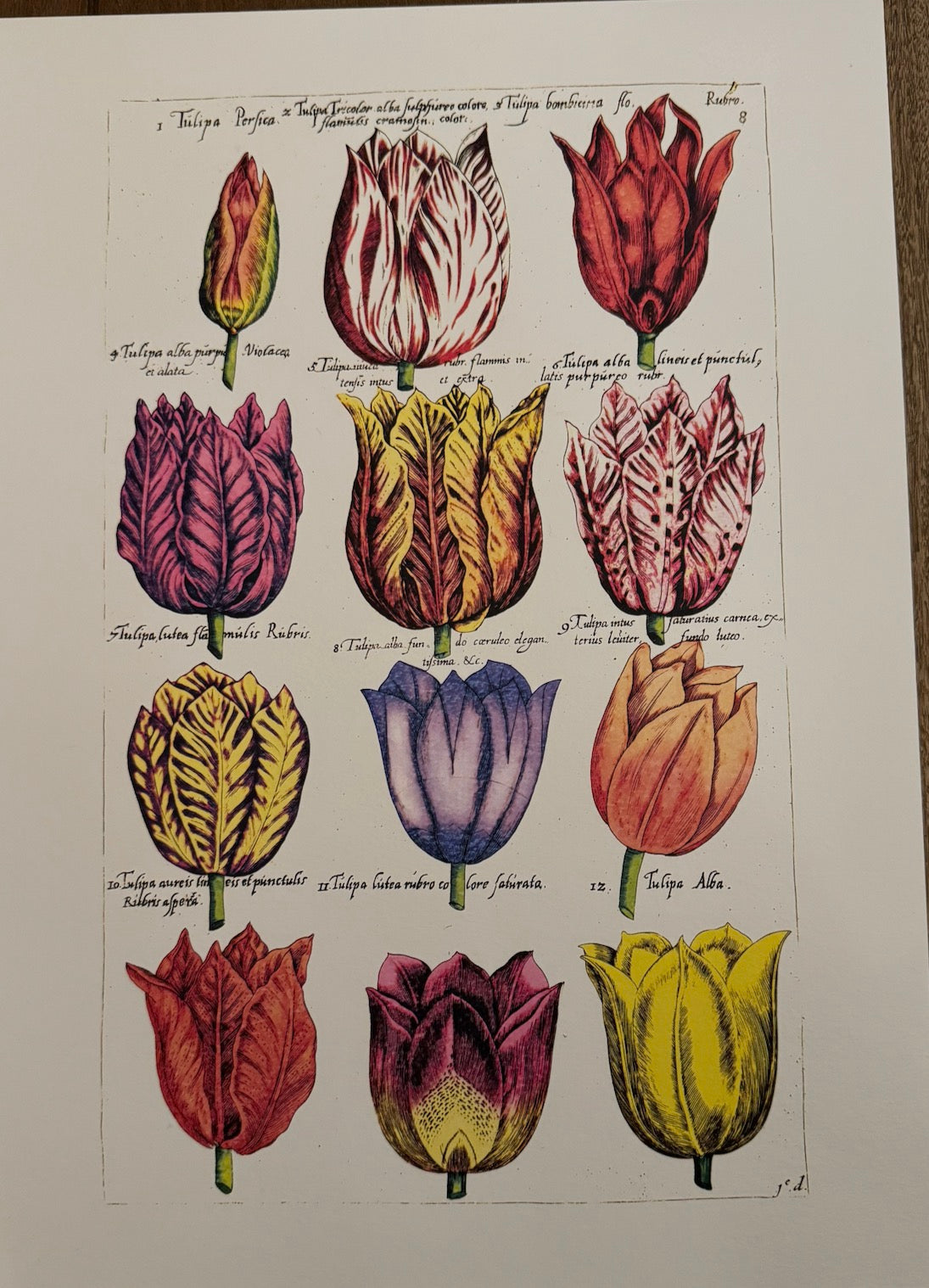 Large Historical Re-Print From Emanuel Sweert's 'Florilegium'